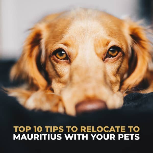Top-10-Tips-To-Relocate-To-Mauritius-With-Your-Pets